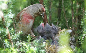 Common Linnet