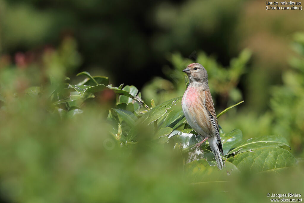 Common Linnet male adult breeding, identification