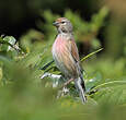 Linotte mélodieuse