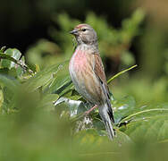 Common Linnet