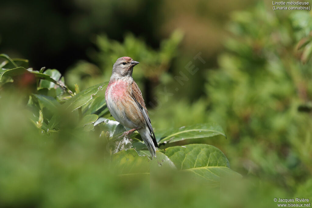 Linotte mélodieuse mâle adulte nuptial, identification