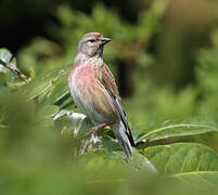 Linotte mélodieuse