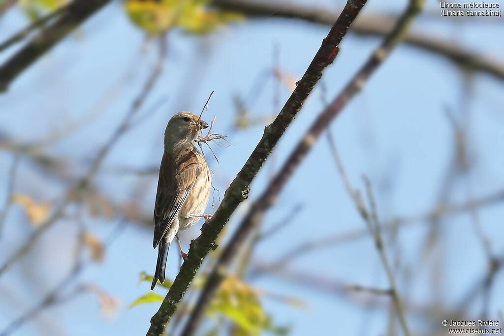 Common Linnet female adult, identification, Reproduction-nesting