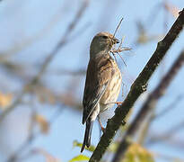 Common Linnet