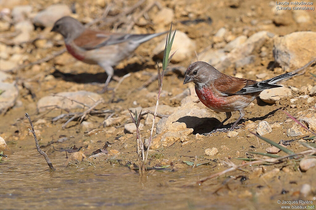 Linotte mélodieuse mâle adulte nuptial, identification