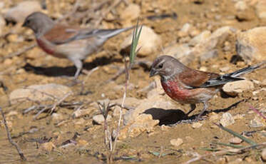 Linotte mélodieuse