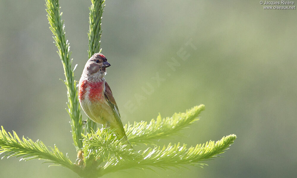 Linotte mélodieuse mâle adulte nuptial