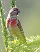 Common Linnet