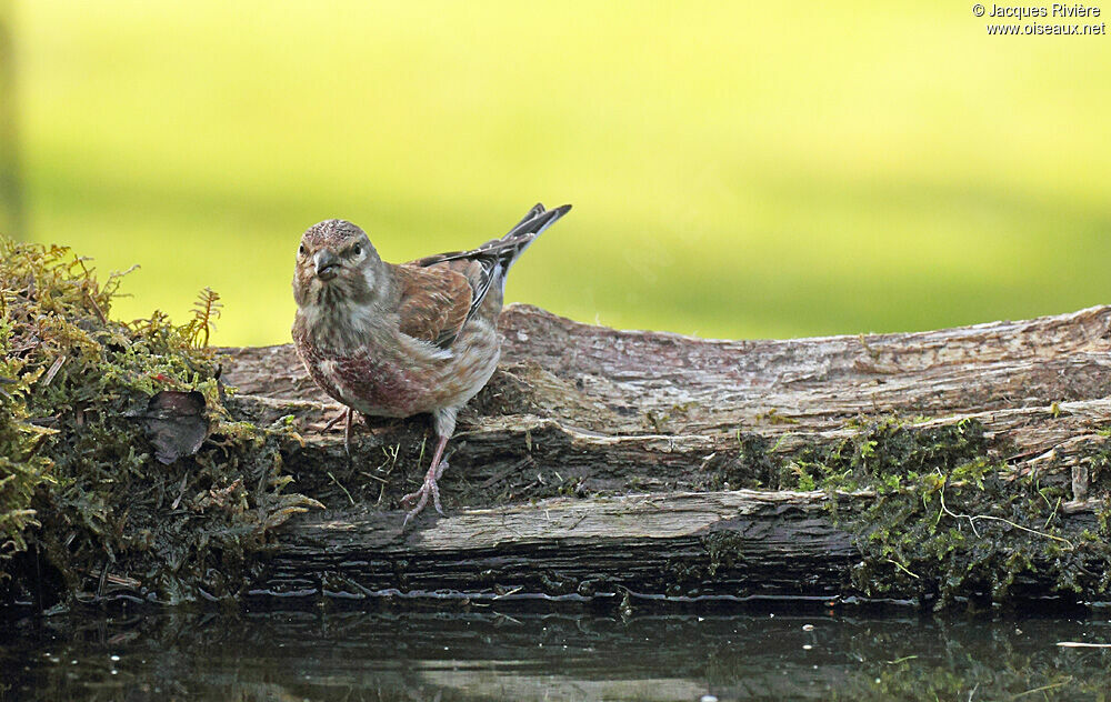 Common Linnet male adult post breeding