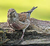 Linotte mélodieuse