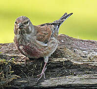 Common Linnet