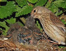 Common Linnet