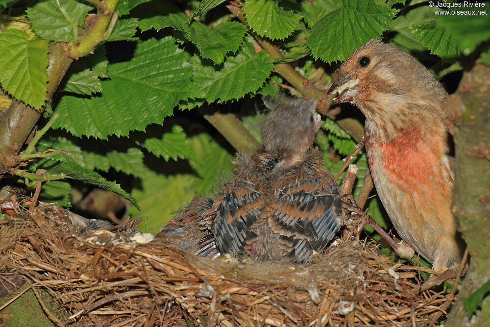 Common Linnet male adult breeding, Reproduction-nesting