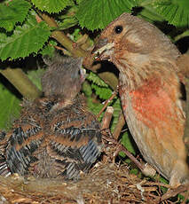 Linotte mélodieuse