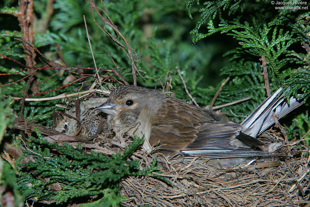 Common Linnet female adult breeding, Reproduction-nesting