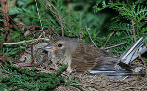 Linotte mélodieuse