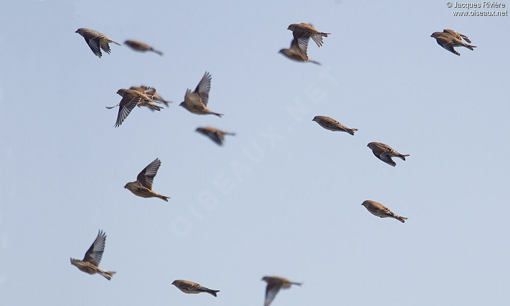 Common Linnetadult post breeding, Flight