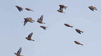 Common Linnet