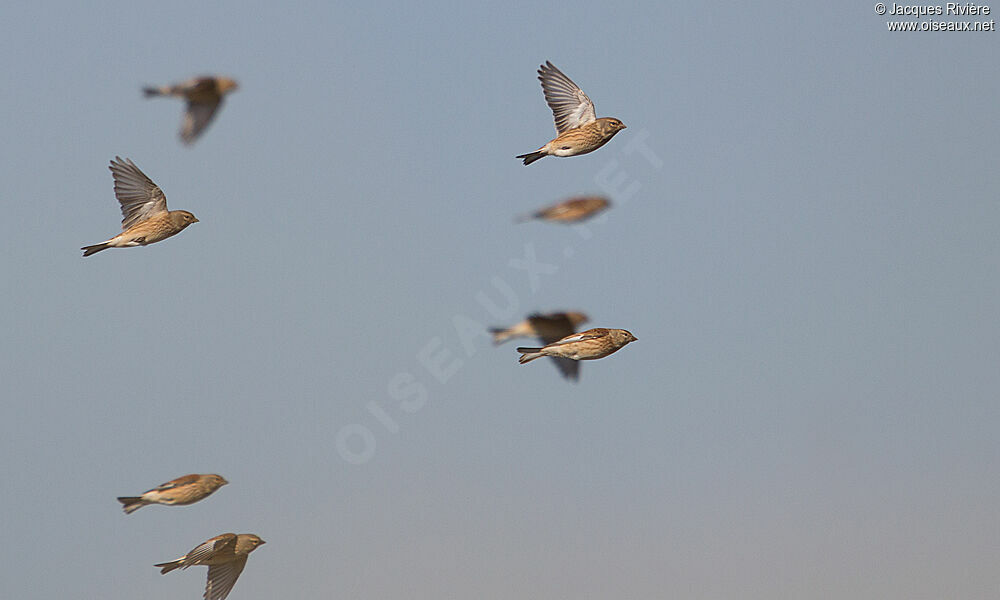 Common Linnetadult post breeding, Flight