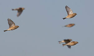 Common Linnet