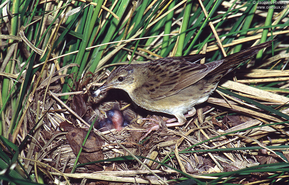 Common Grasshopper Warbler female adult breeding, Reproduction-nesting