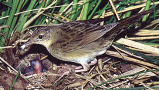 Common Grasshopper Warbler