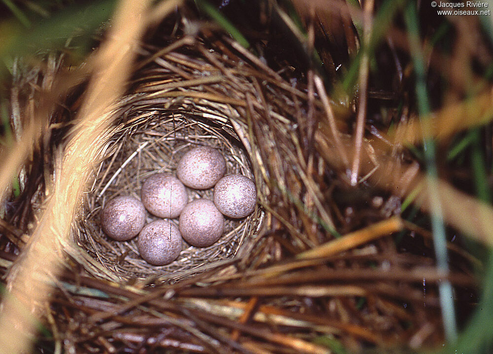 Common Grasshopper Warbler, Reproduction-nesting