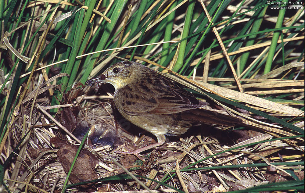 Common Grasshopper Warbleradult breeding, Reproduction-nesting