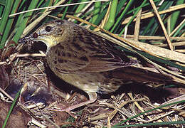 Common Grasshopper Warbler