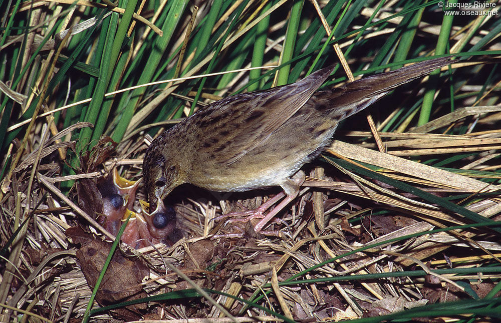 Common Grasshopper Warbleradult breeding, Reproduction-nesting