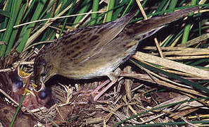 Common Grasshopper Warbler