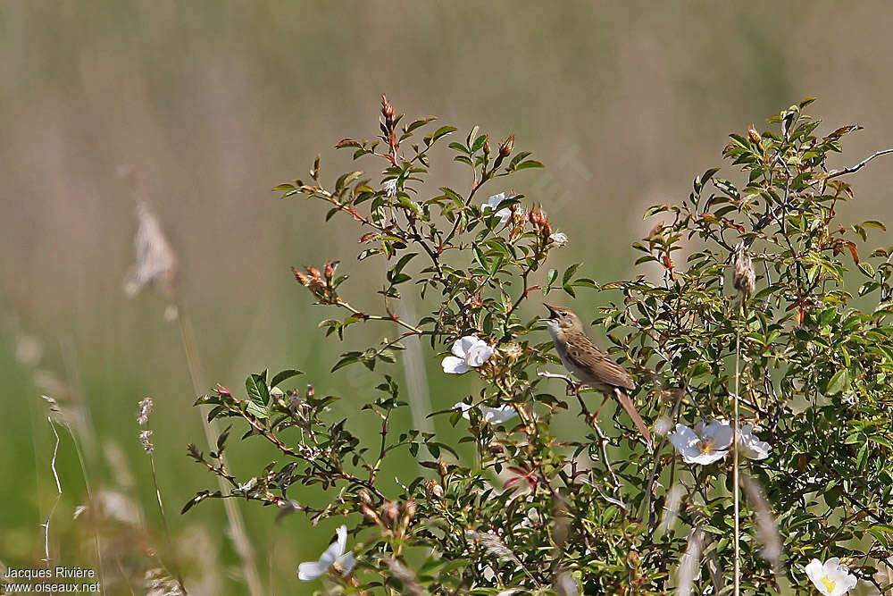 Common Grasshopper Warbler male adult breeding, habitat, song, Behaviour