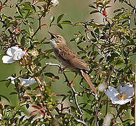 Common Grasshopper Warbler