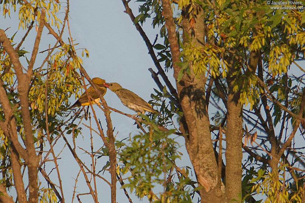 Eurasian Golden Oriole female, Reproduction-nesting