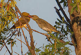 Eurasian Golden Oriole