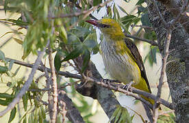 Eurasian Golden Oriole