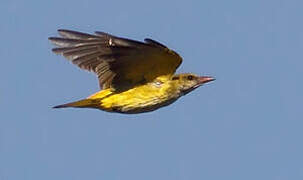 Eurasian Golden Oriole