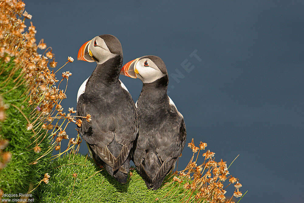 Atlantic Puffinadult breeding