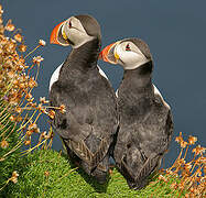 Atlantic Puffin