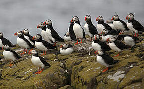 Atlantic Puffin