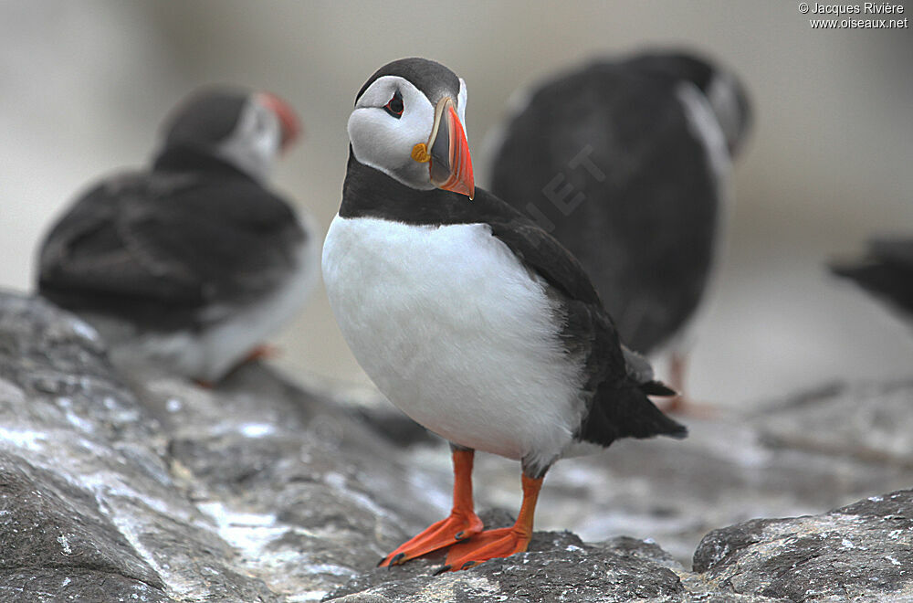 Atlantic Puffinadult breeding