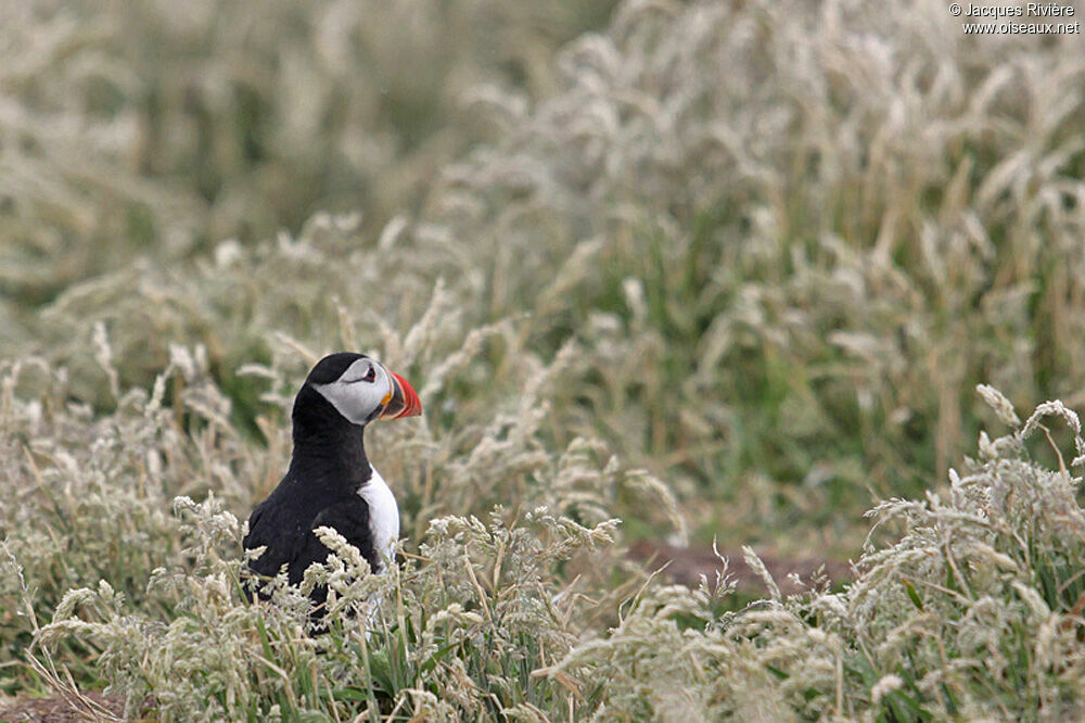 Atlantic Puffinadult breeding