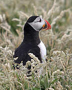 Atlantic Puffin