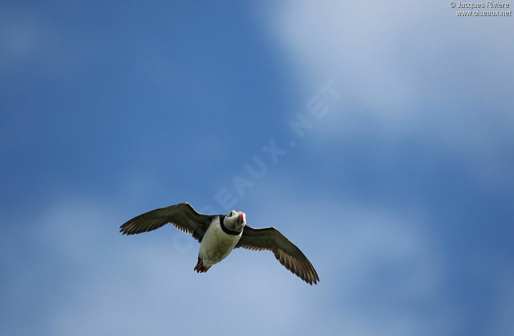 Atlantic Puffinadult breeding, Flight