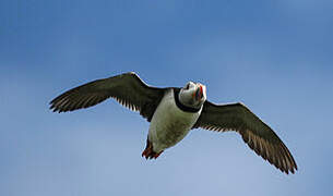 Atlantic Puffin