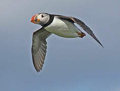 Atlantic Puffin