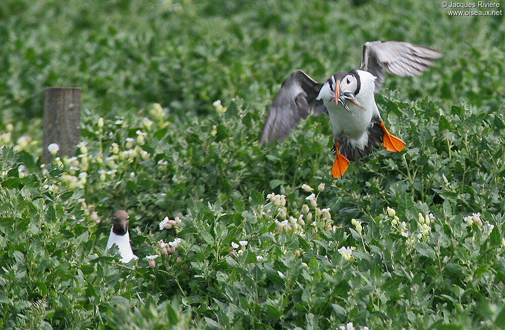 Atlantic Puffinadult breeding, Flight