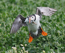 Atlantic Puffin