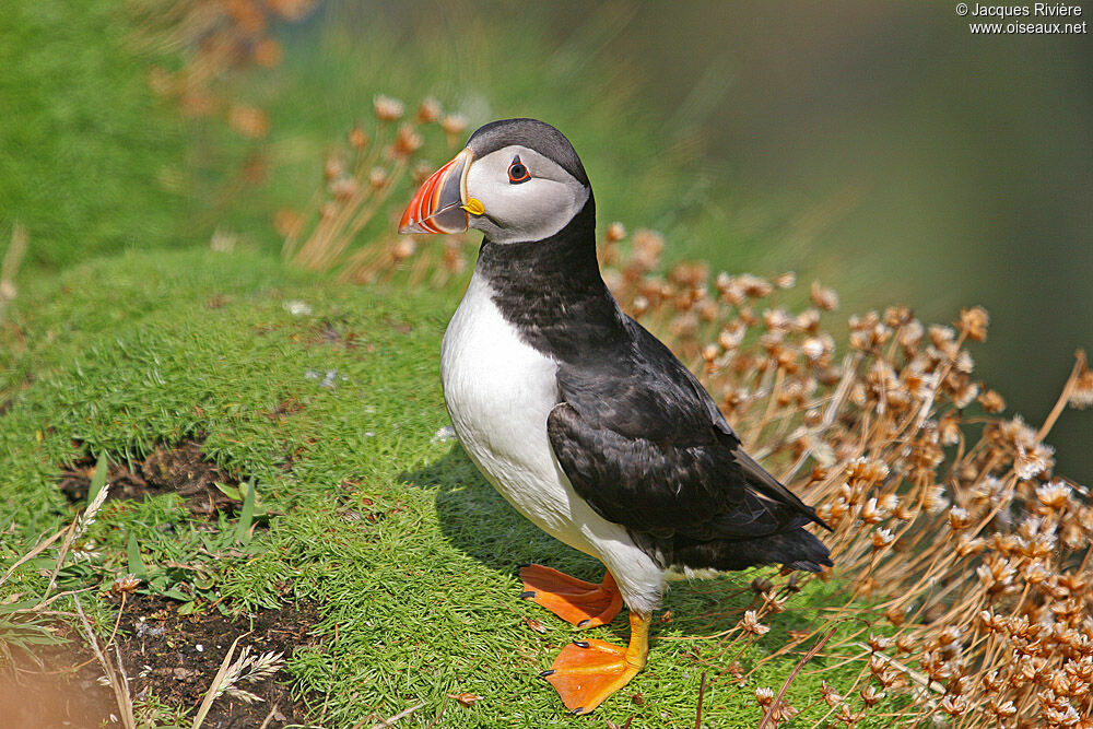 Atlantic Puffinadult breeding