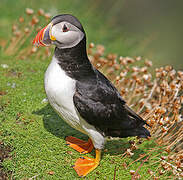 Atlantic Puffin